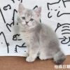 115年02月出生：《立耳英國短毛公貓》 (藍金漸層)