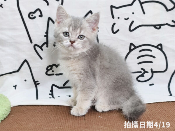 115年02月出生：《立耳英國短毛公貓》 (藍金漸層)