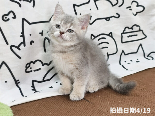 115年02月出生：《立耳英國短毛公貓》 (藍金漸層)
