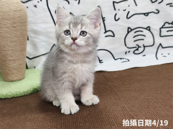 115年02月出生：《立耳英國短毛公貓》 (藍金漸層)