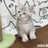 115年02月出生：《立耳英國短毛公貓》 (藍金漸層)