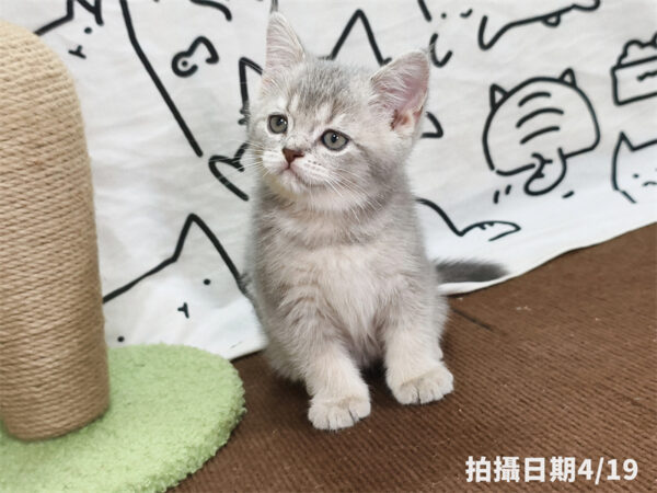 115年02月出生：《立耳英國短毛公貓》 (藍金漸層)