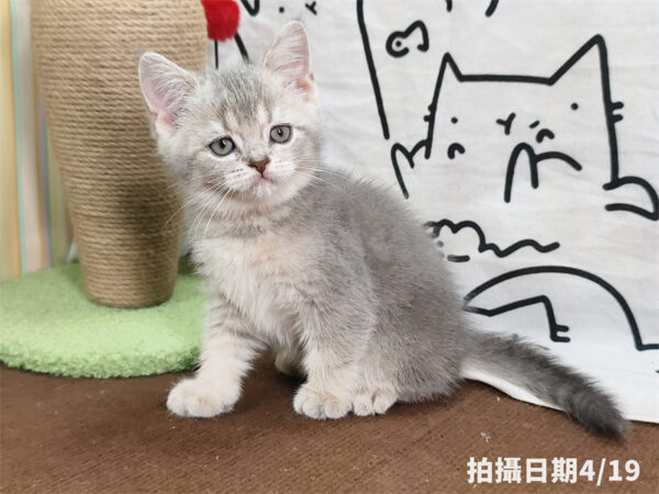 115年02月出生：《立耳英國短毛公貓》 (藍金漸層)