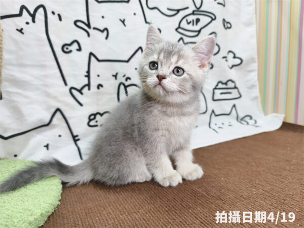 115年02月出生：《立耳英國短毛公貓》 (藍金漸層)