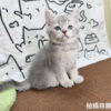 115年02月出生：《立耳英國短毛公貓》 (藍金漸層)