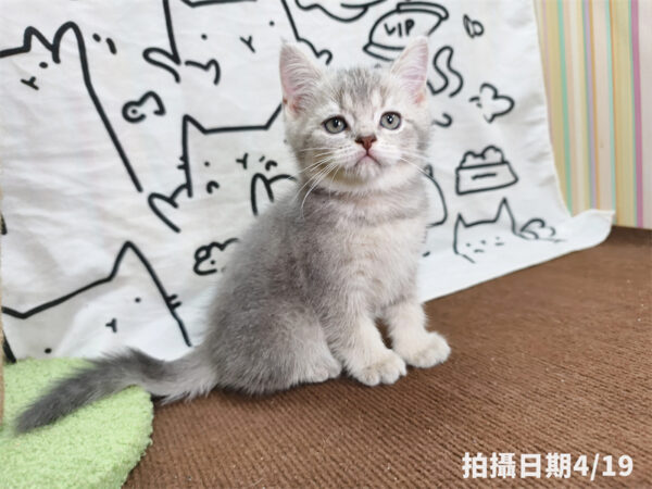 115年02月出生：《立耳英國短毛公貓》 (藍金漸層)