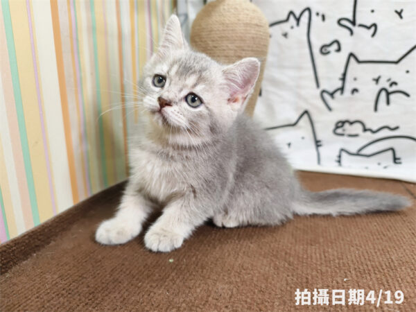 115年02月出生：《立耳英國短毛公貓》 (藍金漸層)