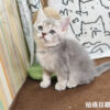 115年02月出生：《立耳英國短毛公貓》 (藍金漸層)