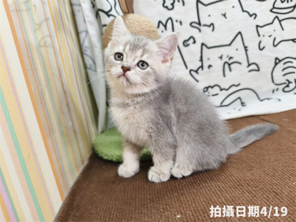 115年02月出生：《立耳英國短毛公貓》 (藍金漸層)