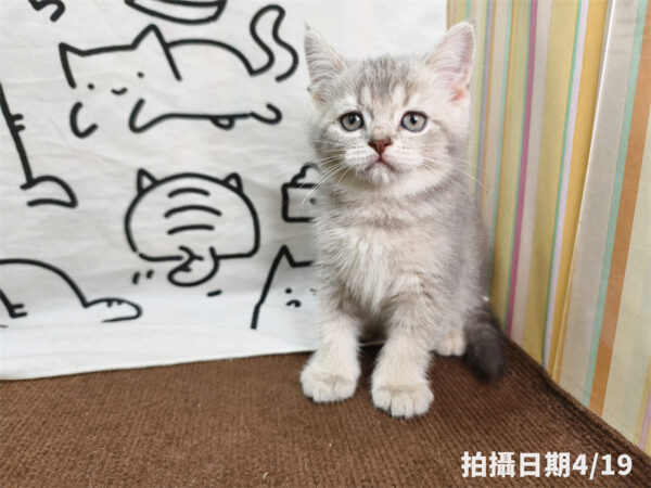115年02月出生：《立耳英國短毛公貓》 (藍金漸層)