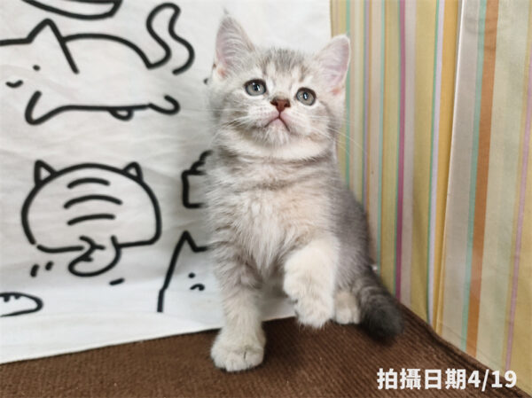 115年02月出生：《立耳英國短毛公貓》 (藍金漸層)