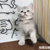115年02月出生：《立耳英國短毛公貓》 (藍金漸層)