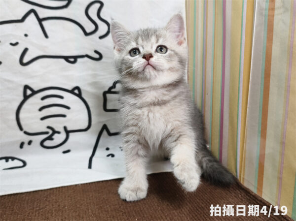 115年02月出生：《立耳英國短毛公貓》 (藍金漸層)