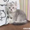115年02月出生：《立耳英國短毛公貓》 (藍金漸層)