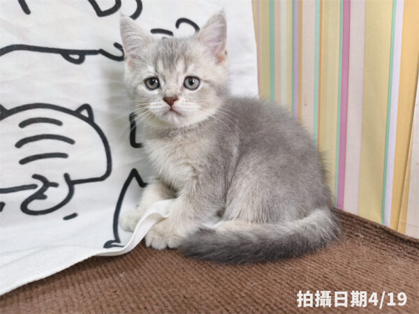 115年02月出生：《立耳英國短毛公貓》 (藍金漸層)