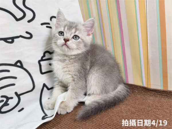 115年02月出生：《立耳英國短毛公貓》 (藍金漸層)