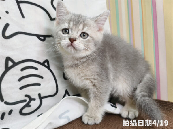 115年02月出生：《立耳英國短毛公貓》 (藍金漸層)