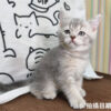115年02月出生：《立耳英國短毛公貓》 (藍金漸層)