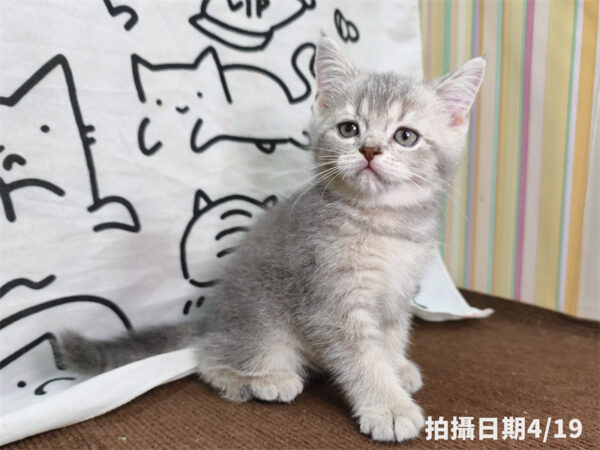 115年02月出生：《立耳英國短毛公貓》 (藍金漸層)