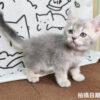 115年02月出生：《立耳英國短毛公貓》 (藍金漸層)