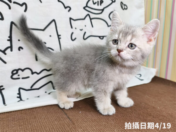 115年02月出生：《立耳英國短毛公貓》 (藍金漸層)