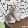115年02月出生：《立耳英國短毛公貓》 (藍金漸層)