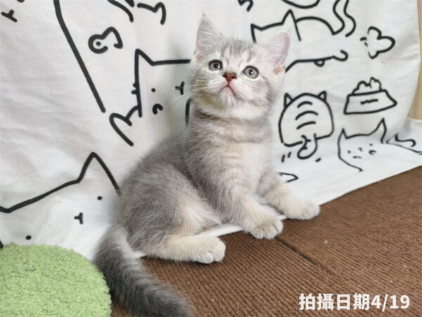 115年02月出生：《立耳英國短毛公貓》 (藍金漸層)