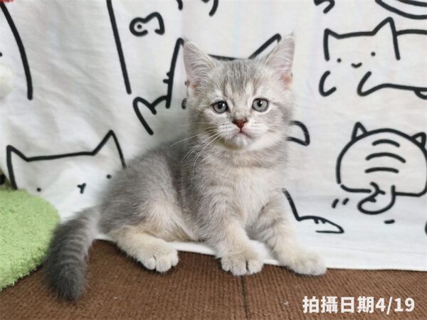115年02月出生：《立耳英國短毛公貓》 (藍金漸層)