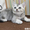115年02月出生：《立耳英國短毛母貓》 (銀漸層)