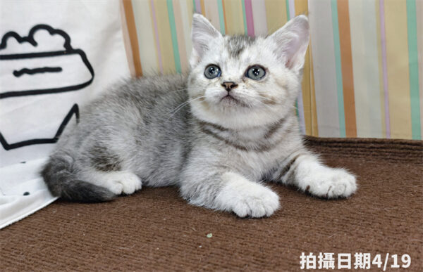 115年02月出生：《立耳英國短毛母貓》 (銀漸層)