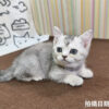 115年02月出生：《立耳英國短毛母貓》 (銀漸層)