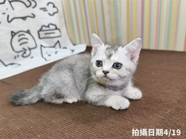 115年02月出生：《立耳英國短毛母貓》 (銀漸層)