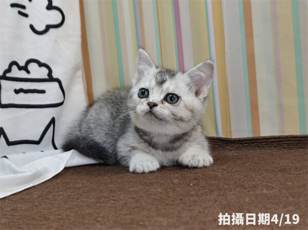 115年02月出生：《立耳英國短毛母貓》 (銀漸層)