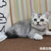 115年02月出生：《立耳英國短毛母貓》 (銀漸層)