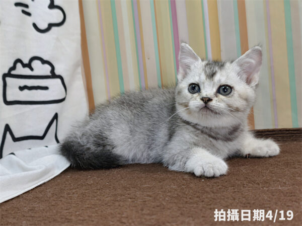 115年02月出生：《立耳英國短毛母貓》 (銀漸層)