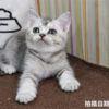 115年02月出生：《立耳英國短毛母貓》 (銀漸層)