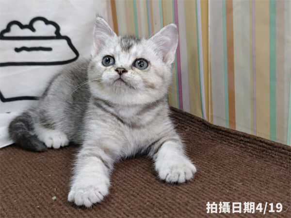 115年02月出生：《立耳英國短毛母貓》 (銀漸層)
