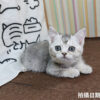 115年02月出生：《立耳英國短毛母貓》 (銀漸層)