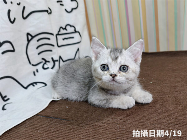 115年02月出生：《立耳英國短毛母貓》 (銀漸層)