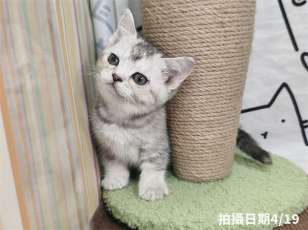 115年02月出生：《立耳英國短毛母貓》 (銀漸層)
