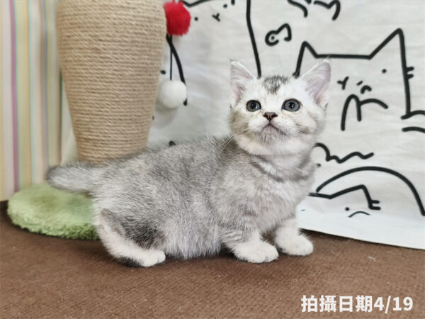 115年02月出生：《立耳英國短毛母貓》 (銀漸層)