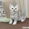 115年02月出生：《立耳英國短毛母貓》 (銀漸層)