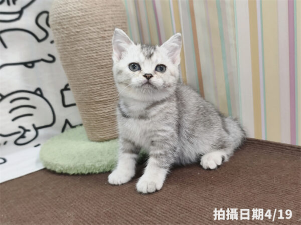 115年02月出生：《立耳英國短毛母貓》 (銀漸層)
