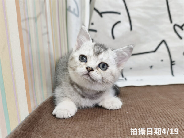 115年02月出生：《立耳英國短毛母貓》 (銀漸層)