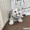 115年02月出生：《立耳英國短毛母貓》 (銀漸層)