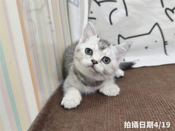 115年02月出生：《立耳英國短毛母貓》 (銀漸層)