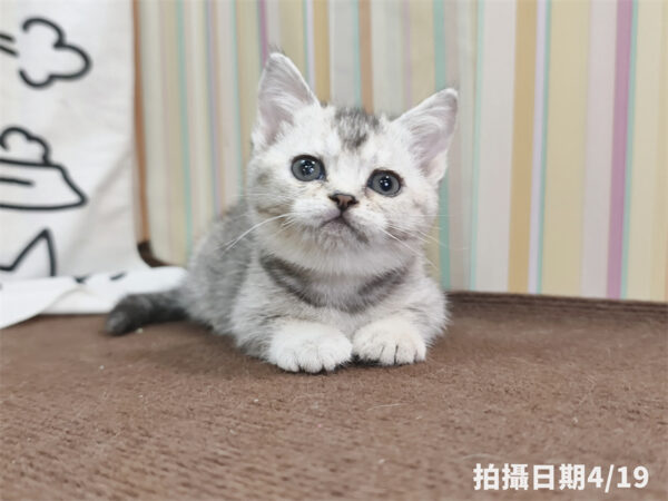 115年02月出生：《立耳英國短毛母貓》 (銀漸層)