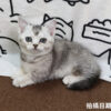 115年02月出生：《立耳英國短毛母貓》 (銀漸層)