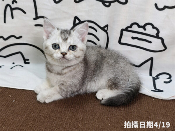 115年02月出生：《立耳英國短毛母貓》 (銀漸層)