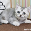115年02月出生：《立耳英國短毛母貓》 (銀漸層)